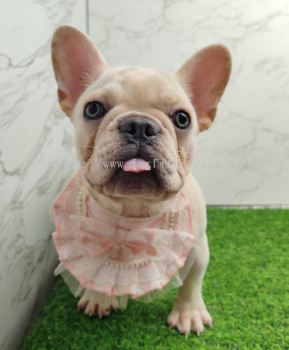 French Bulldog 法斗