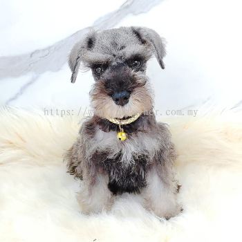 Schnauzer 雪纳瑞