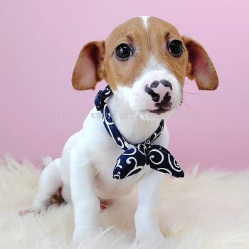 Jack Russell Terrier 杰克罗素梗