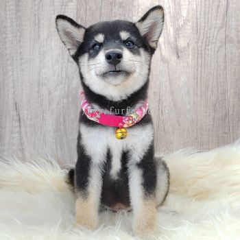 Shiba Inu 柴犬