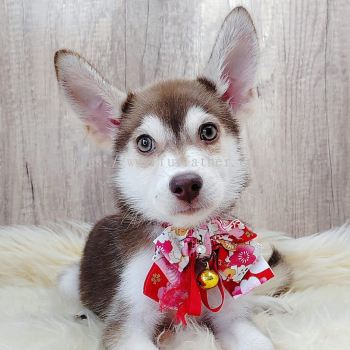 Pomsky 博士奇