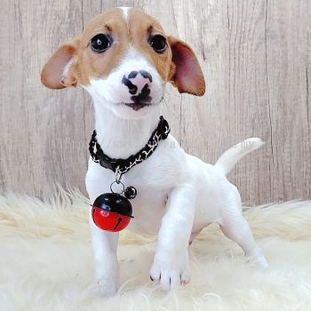 Jack Russell Terrier 杰克罗素梗