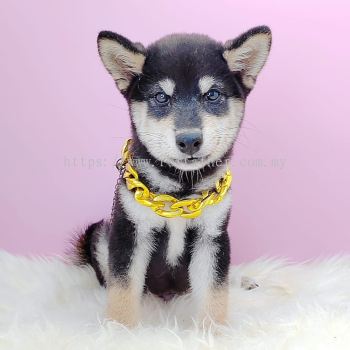 Shiba Inu 柴犬