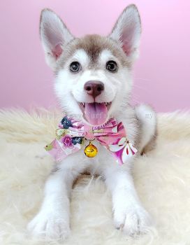 Pomsky 博士奇