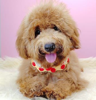 Poodle 泰迪贵宾