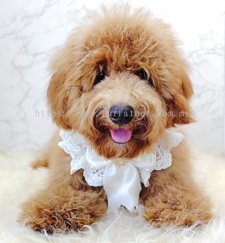 Poodle 泰迪贵宾