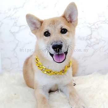 Shiba Inu 柴犬