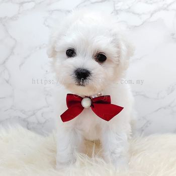 Bichon Frise 比熊