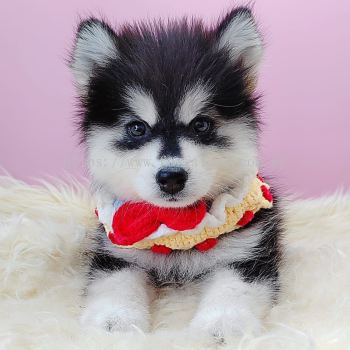 Pomsky 博士奇