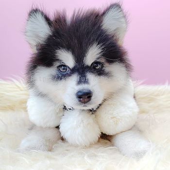 Pomsky ʿ