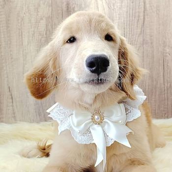 Golden Retriever 黄金猎犬