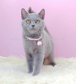 British Short Hair ( BSH ) 英短猫咪