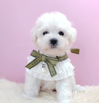 Bichon Frise 比熊