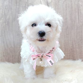 Bichon Frise 比熊