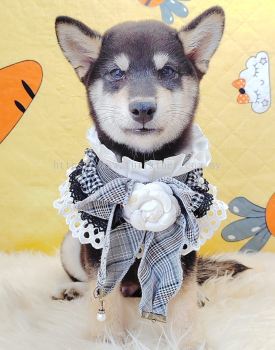 Shiba Inu 柴犬