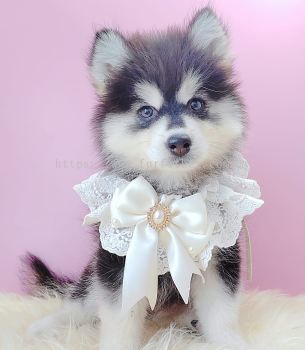 Pomsky ʿ