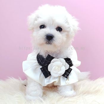 Bichon Frise 比熊