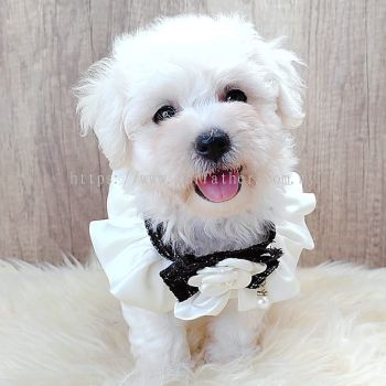 Bichon Frise 比熊