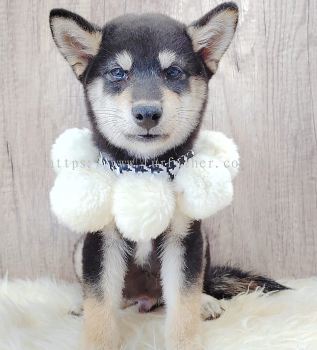 Shiba Inu 柴犬