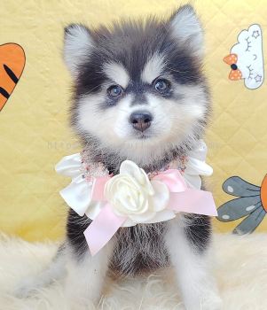 Pomsky ʿ