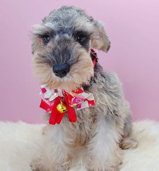 Schnauzer 雪纳瑞