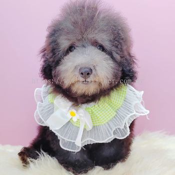 Poodle 泰迪贵宾