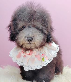 Poodle 泰迪贵宾