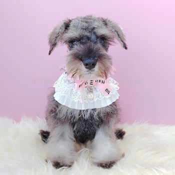 Schnauzer 雪纳瑞