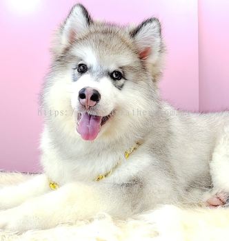 Wooly Malamute ëʿӰ˹