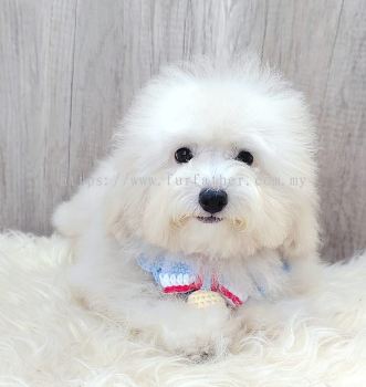 Poodle 泰迪贵宾