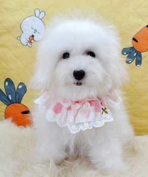 Poodle 泰迪贵宾