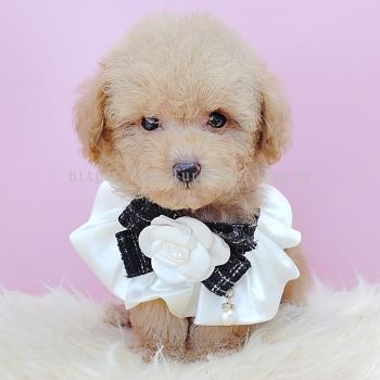 Poodle 泰迪贵宾