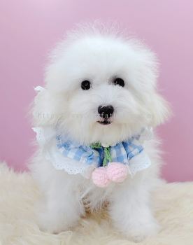 Poodle 泰迪贵宾