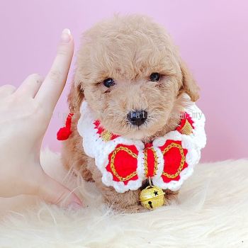 Poodle 泰迪贵宾