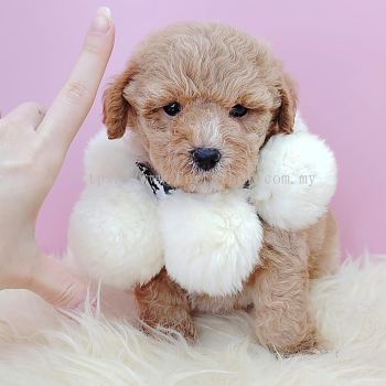 Poodle 泰迪贵宾