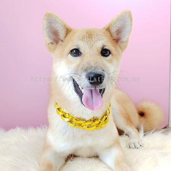 Shiba Inu 柴犬