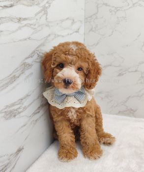 Poodle 泰迪贵宾