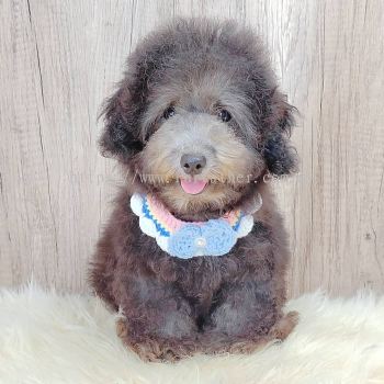 Poodle 泰迪贵宾