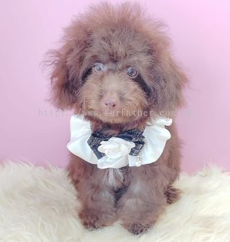 Poodle 泰迪贵宾