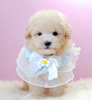 Poodle 泰迪贵宾