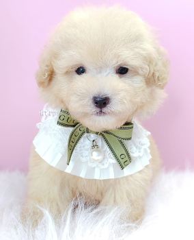 Poodle 泰迪贵宾