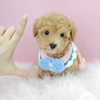 Poodle 泰迪贵宾