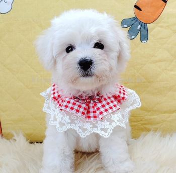 Bichon Frise 比熊