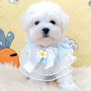 Bichon Frise 比熊