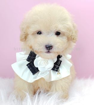 Poodle 泰迪贵宾