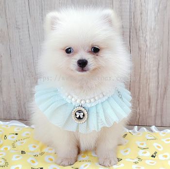 Pomeranian 博美