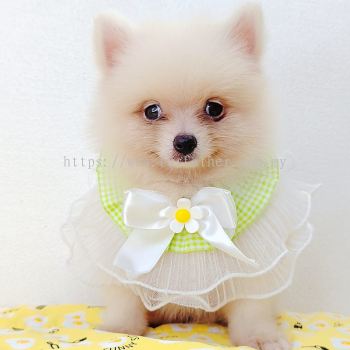 Pomeranian 博美