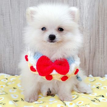 Pomeranian 博美