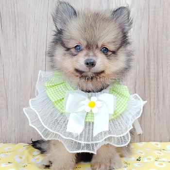 Pomeranian 博美