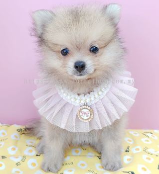 Pomeranian 博美